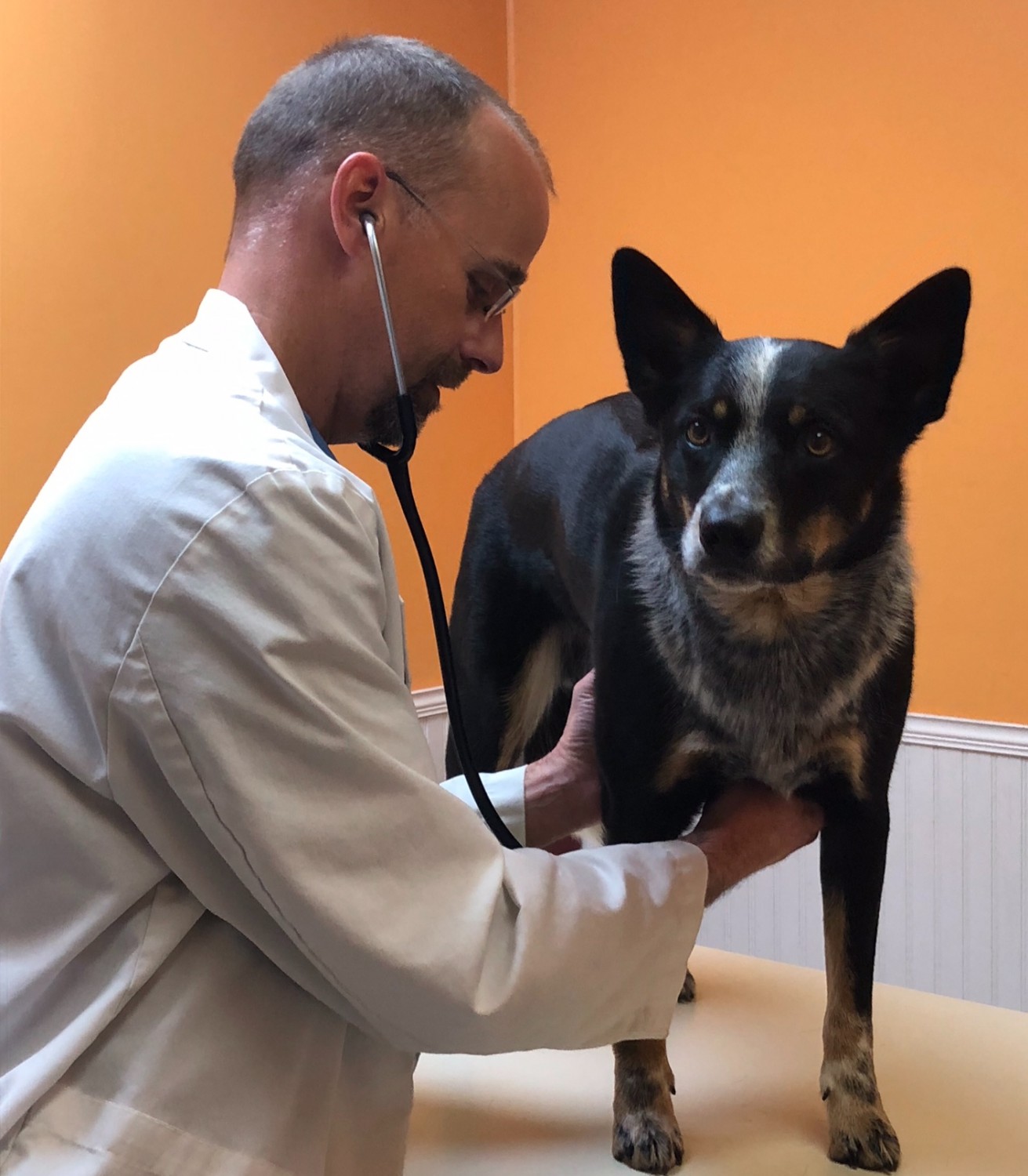 Blue Ridge Animal Clinic Lexington, VA Small Animal Services